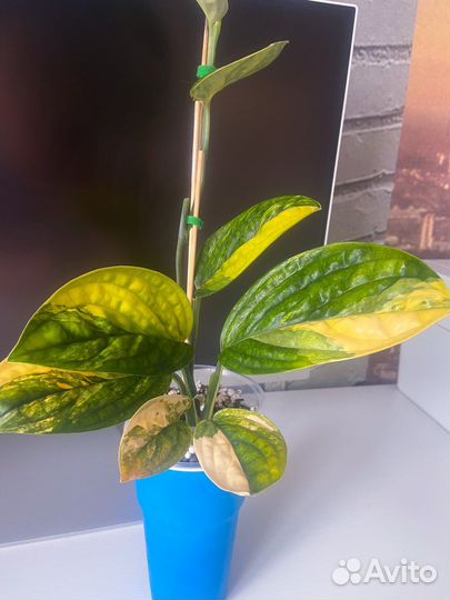 Монстеры Карстенианум вар, кливия вар