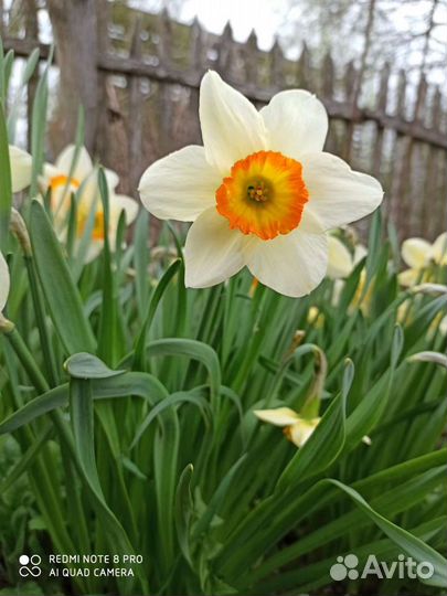 Нарциссы (5 луковиц)