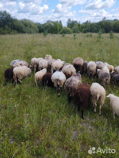Овцы бараны ягнята романовские