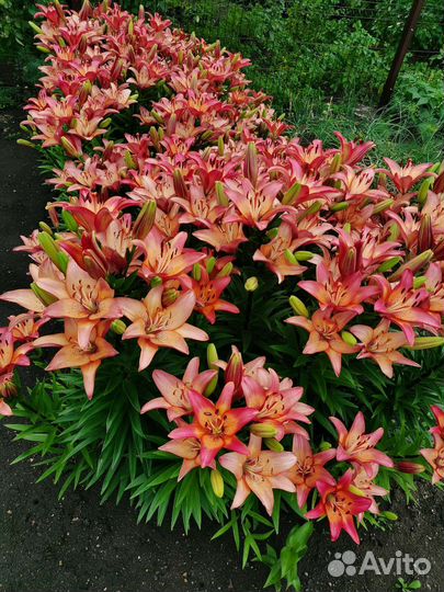 Лилии сортовые луковицы