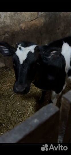 Теленок бычок 4 месяца