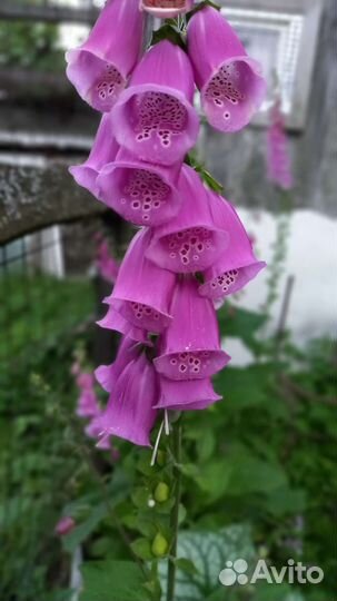 Наперстянка 