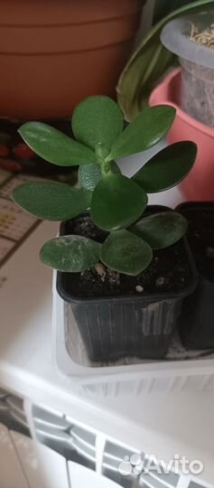 Толстянка (денежное дерево)