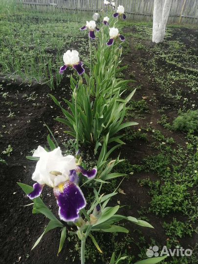 Ирис рассада укорененные