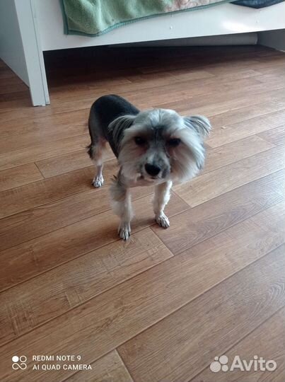 Йоркширский терьер мальчик