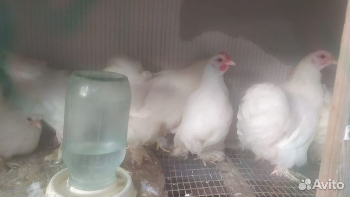 Куры карликовый кохинхин