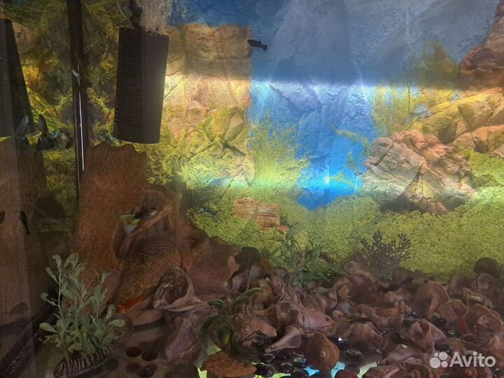 Аквариум с тумбой, с рыбками 200л