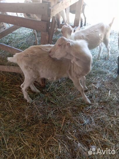 Козел ламанча