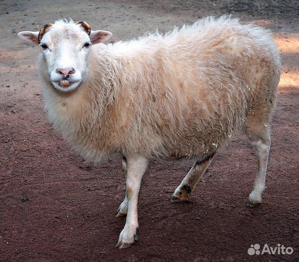 Овцы бараны ягнята