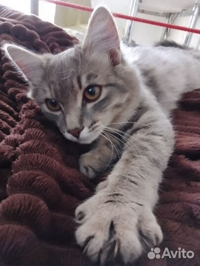 Кошка