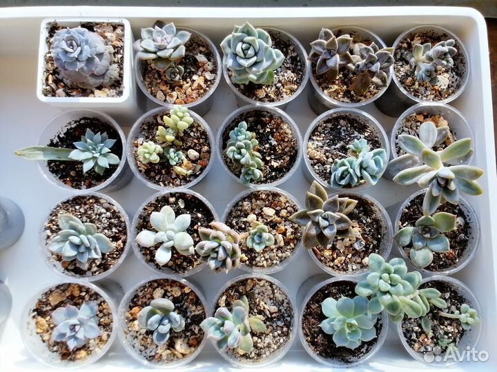 Комнатные растения. Суккуленты