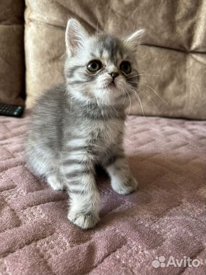 Британские котята