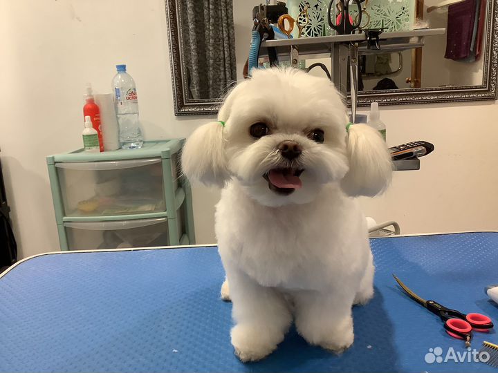 Стрижка кошек и собак, груминг кошек и собак