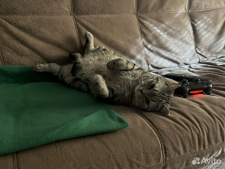 Кот британец