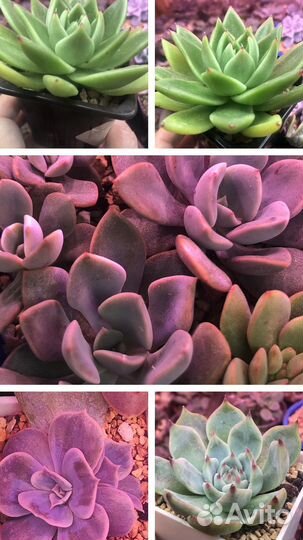 Редкие эхеверии/Marble, Gilo