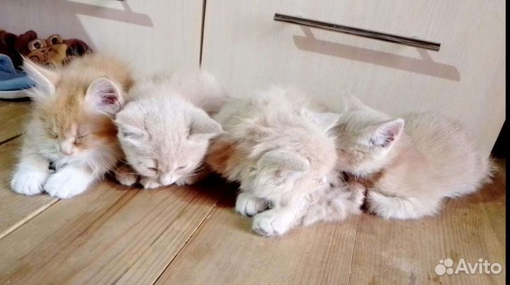 Котята полубританские