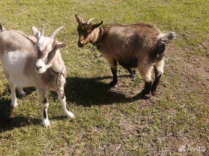 Тёлочка 5м и 2 козочки по 7м. Пишите