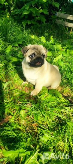 Щенки мопса