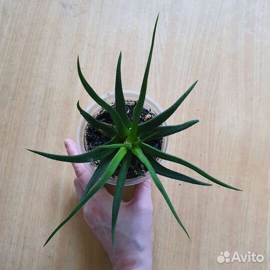 Хавортия большие и малыши Суккулент Алоэ