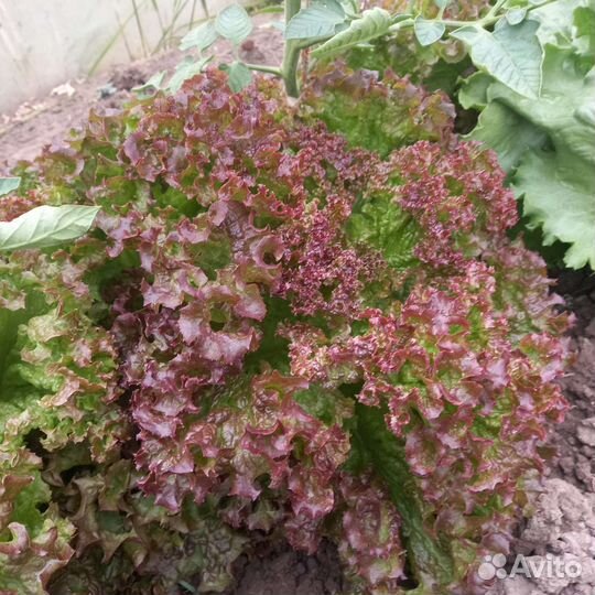 Салат листовой