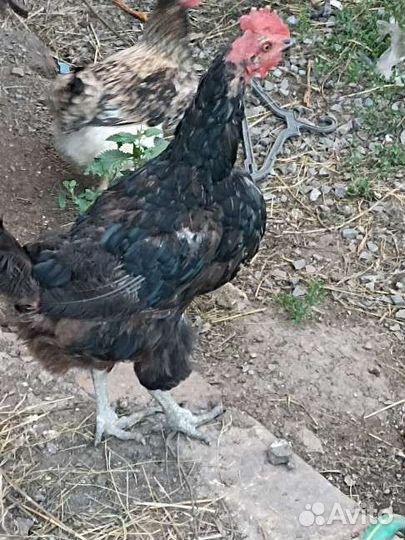 Куры несушки