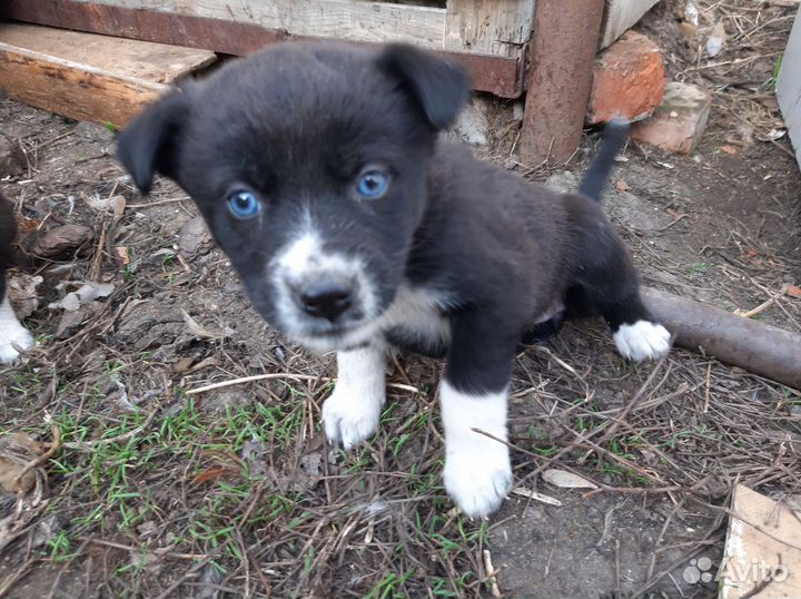 Отдам щенков