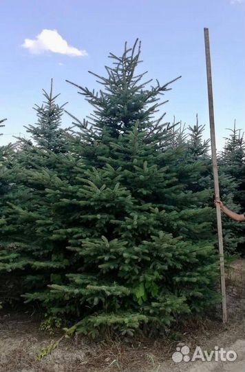 Ель колючая