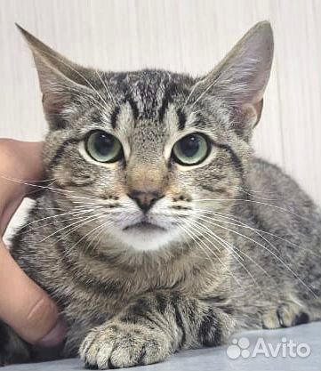 Котенок с лазурными глазами