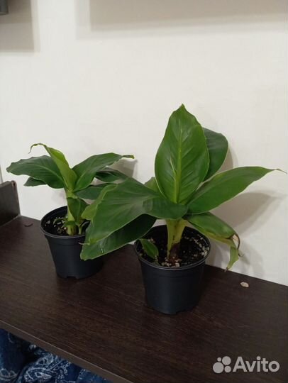 Банан комнатный