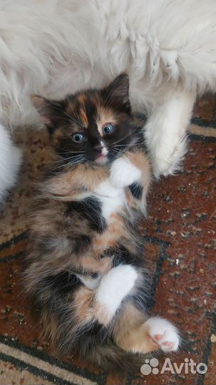 Отдам котят