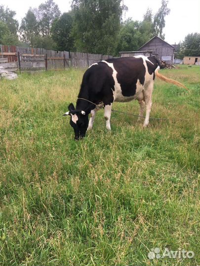 Корова дойная
