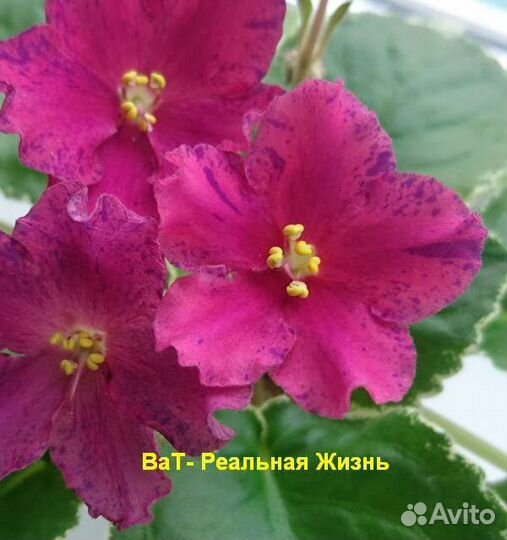 Фиалки
