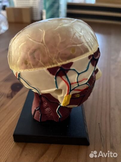 Макет черепа