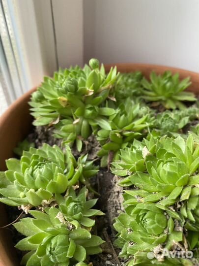 Эхеверия каменная роза