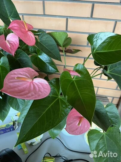 Продам Антуриум