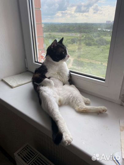 Кот персик в добрые руки
