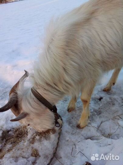 Козел для вязки
