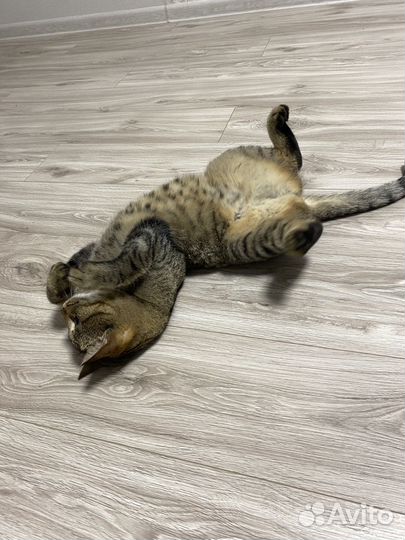 Кошки в добрые руки