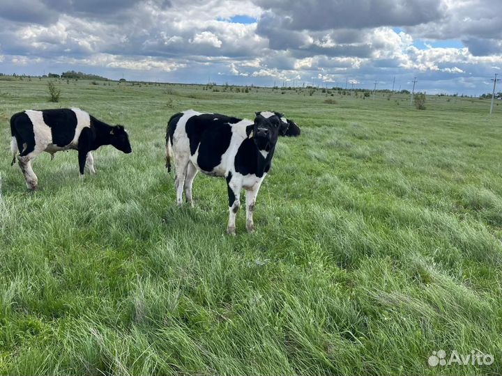 Телята бычки с 5 до 7 месяцев