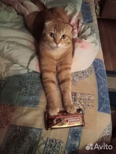 Кот рыжик приглашает дам на вязку