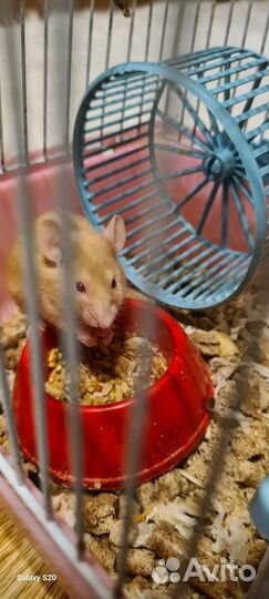 Передержка мелких грызунов