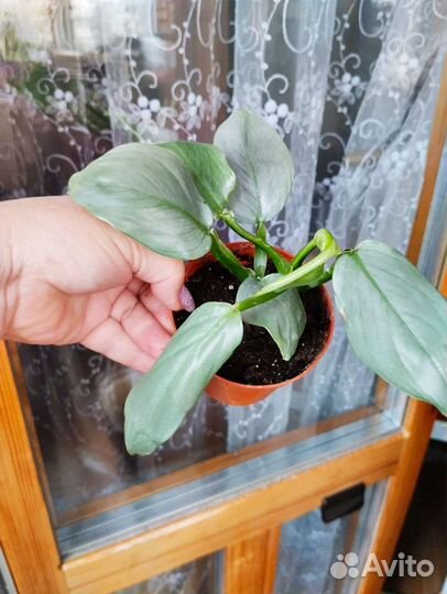 Филодендрон сильвер квин/хастатум