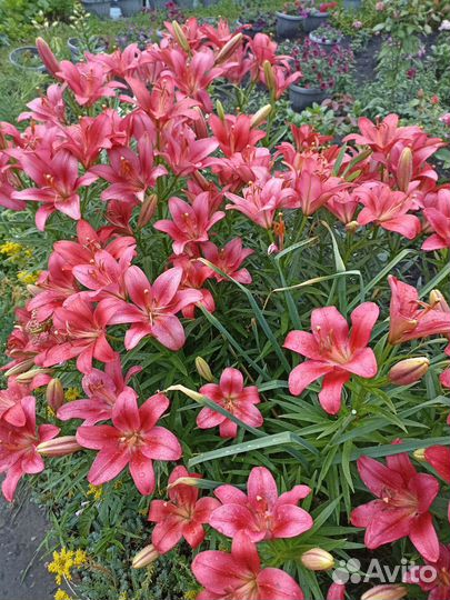 Лилии луковицы сортовые