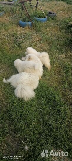 Щенки самоеда