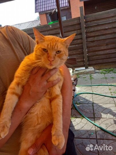 Котики в добрые руки