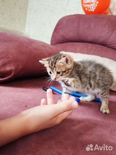 Отдам вислоухого котенка в хорошие руки