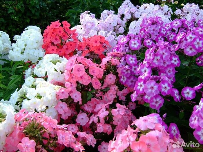 Флоксы, смесь сортов