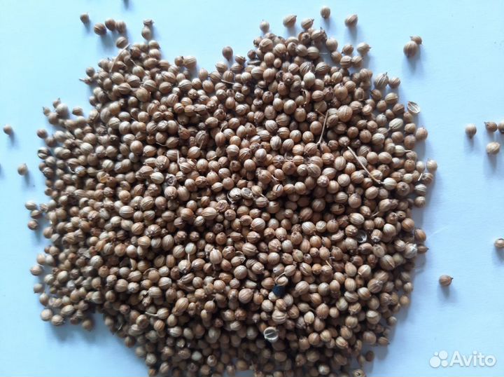 Семена кориандра Санто