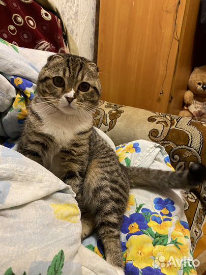 Шотландский кот вязка