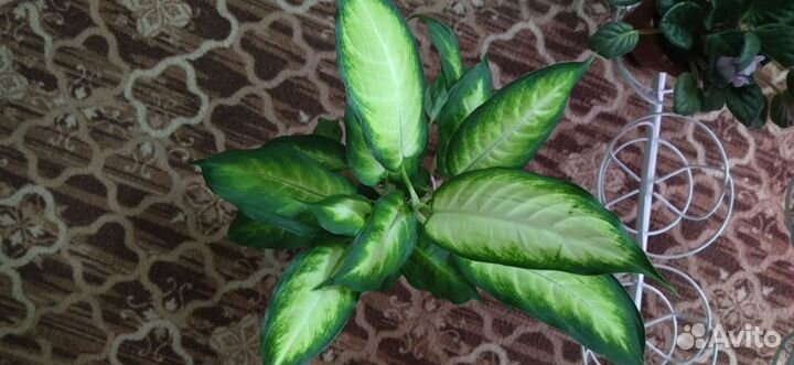 Диффенбахии